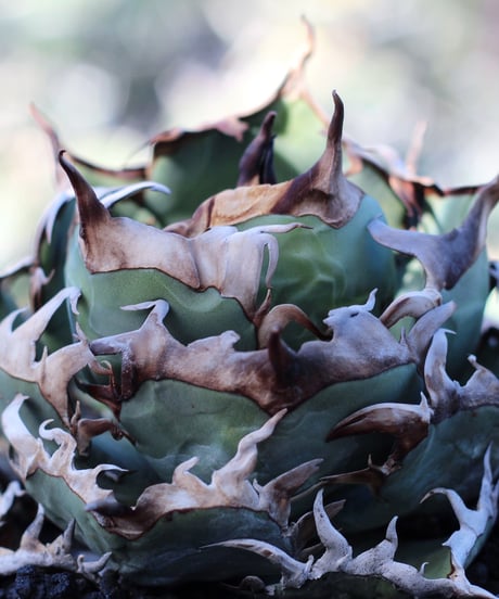 CATEGORY 厳選子株 | plants by frame