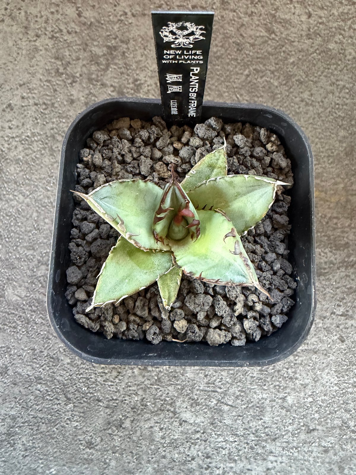 LIZE血統）鳳凰 発根済 | plants by frame