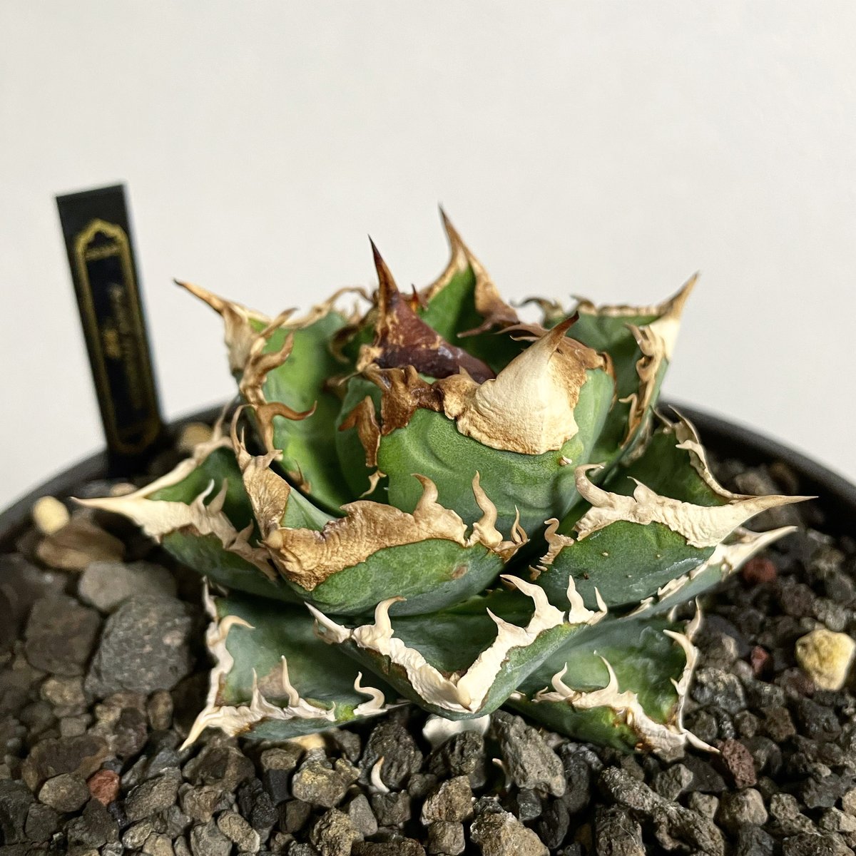 lize血統）清櫻 鉢付き | plants by frame LIZE 清櫻 鉢ごと 6株目視
