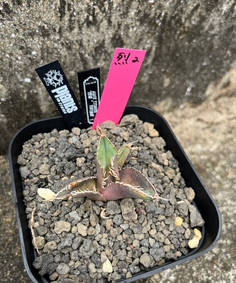 （TONY血統）烈焰　発根済　小株