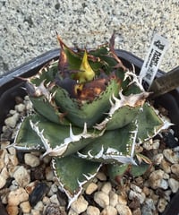 毒刺産）白犀牛 発根済 | plants by frame