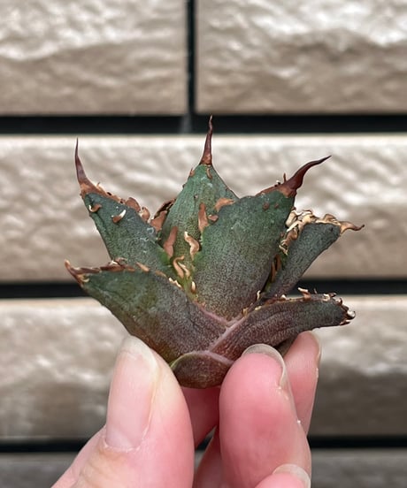 毒刺産　背刺紅猫　未発根
