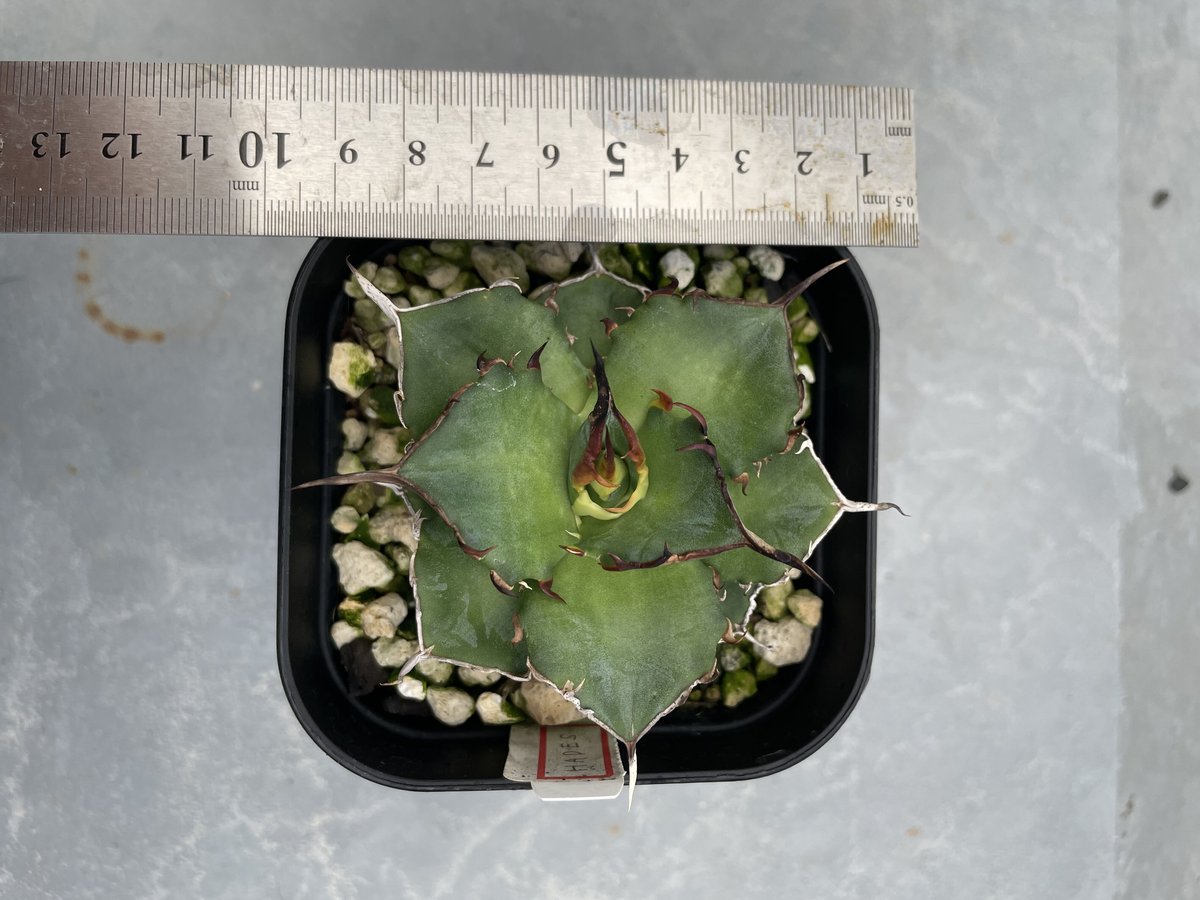 lize血統）HADES/恐竜牙齒 発根済小株 | plants by frame