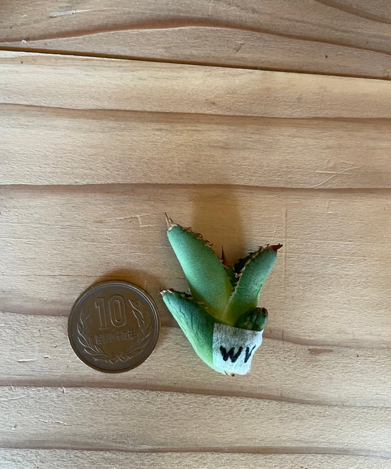 毒刺産）WV ベアルート子株 | plants by frame