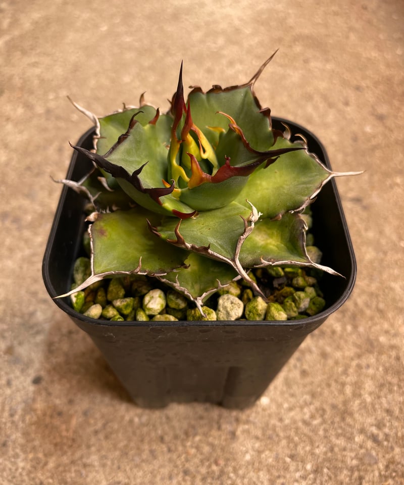 ハデス　恐竜牙歯　子株　コンパクト血統 恐龍牙齒 ハデス 子株 lize血統 恐竜牙歯Hades】チタノタハデス 子株