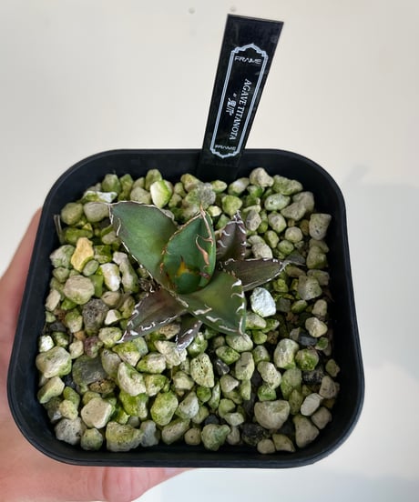 （lize血統）鬼爪　発根済　子株