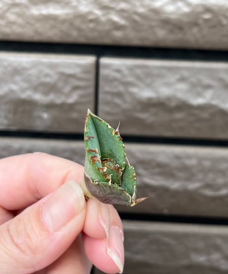 毒刺産　MS-ND 未発根