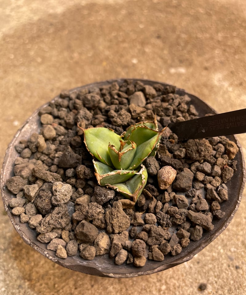 lize血統）清櫻 鉢付き | plants by frame