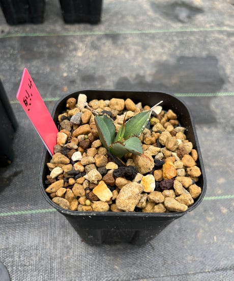 （TONY血統）烈焰　発根済　小株（烈焔4）