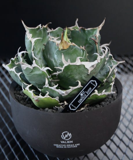 SEI　白鯨　親株 000000016345_JH6ekG9.jpg