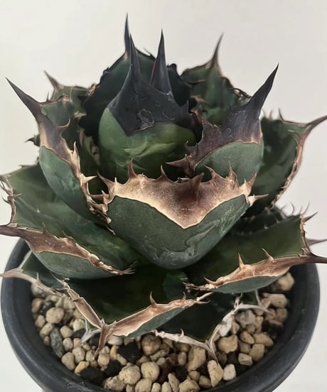 Lize血統　麻花龍　子株　発根済み！ アガベ チタノタ 麻花龍 マカロン 子株 lize株①