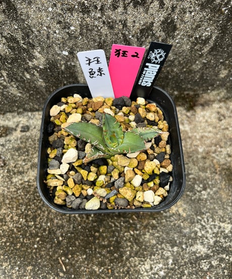 狂鯨　発根済　小株
