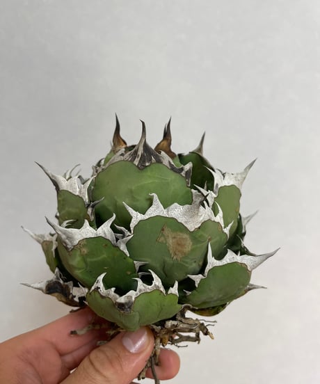 CATEGORY 姫厳龍 | plants by frame