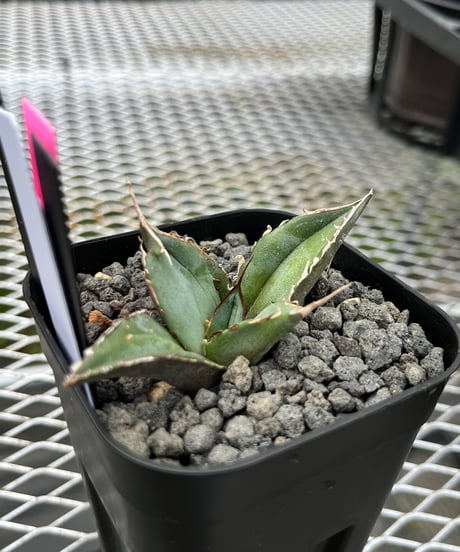 ビースト　産　子株 CATEGORY 厳選子株 | plants by frame