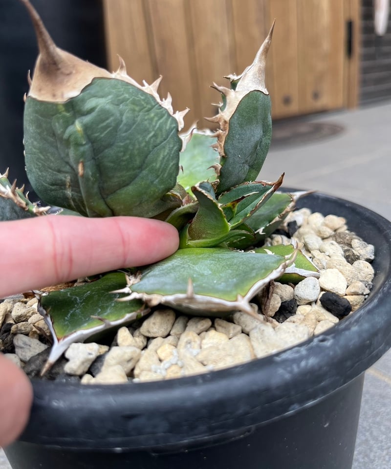 lize血統）緑犀牛 ベアルート子株 | plants by frame