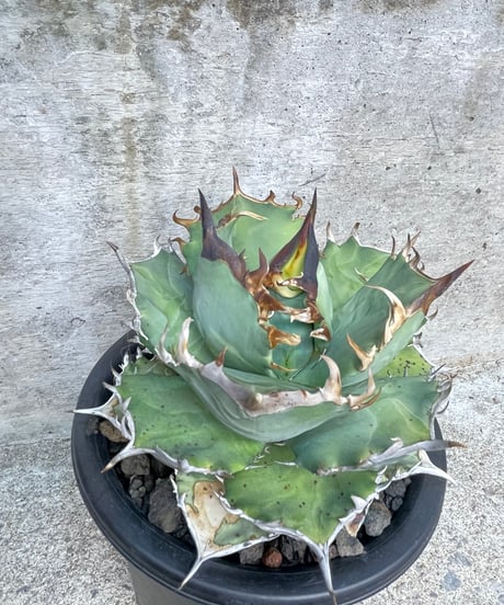 （lize血統）鳳凰　発根済　大株