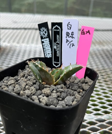 （lize血統）白鯨　発根済　子株（A）