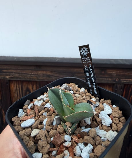 （LIZE血統）大白鯊（大白海胆）発根済