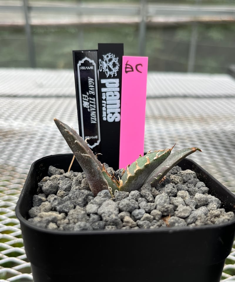 crazy lize血統　斑入り　サボタグ付　子株2つ付 lize血統）白鯨 発根済 子株（C） | plants by frame