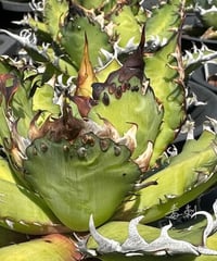 毒刺産　背刺紅猫　未発根