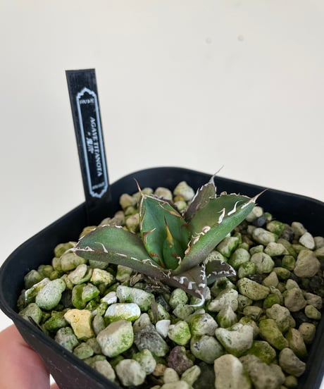 （lize血統）鬼爪　発根済　子株