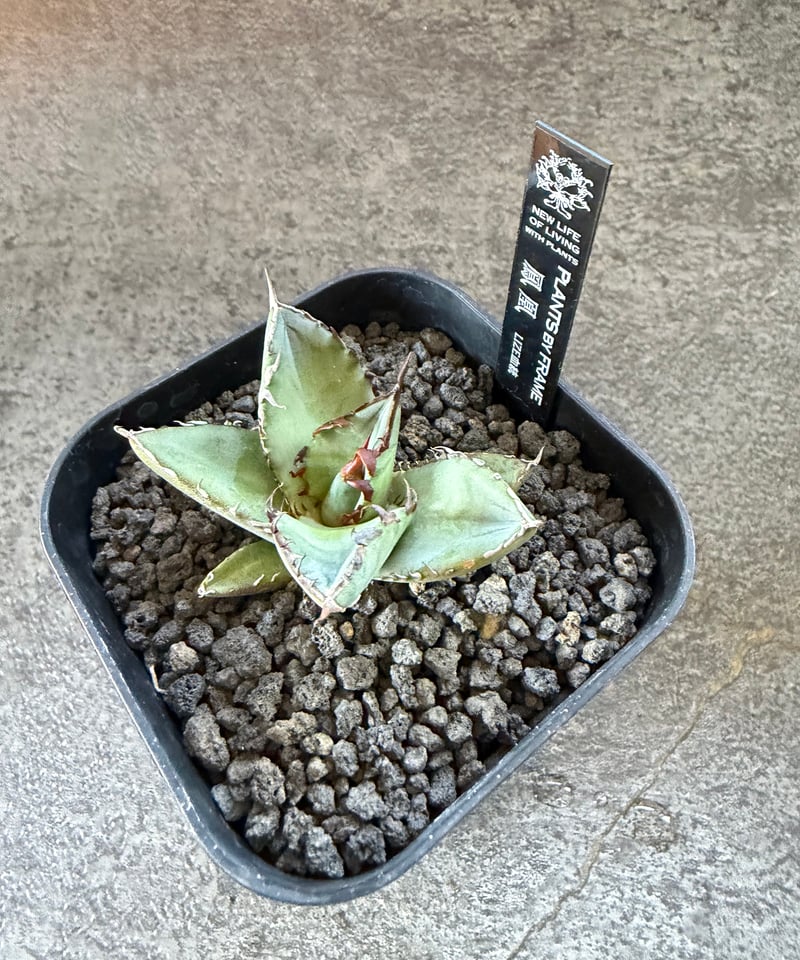 LIZE血統）鳳凰 発根済 | plants by frame