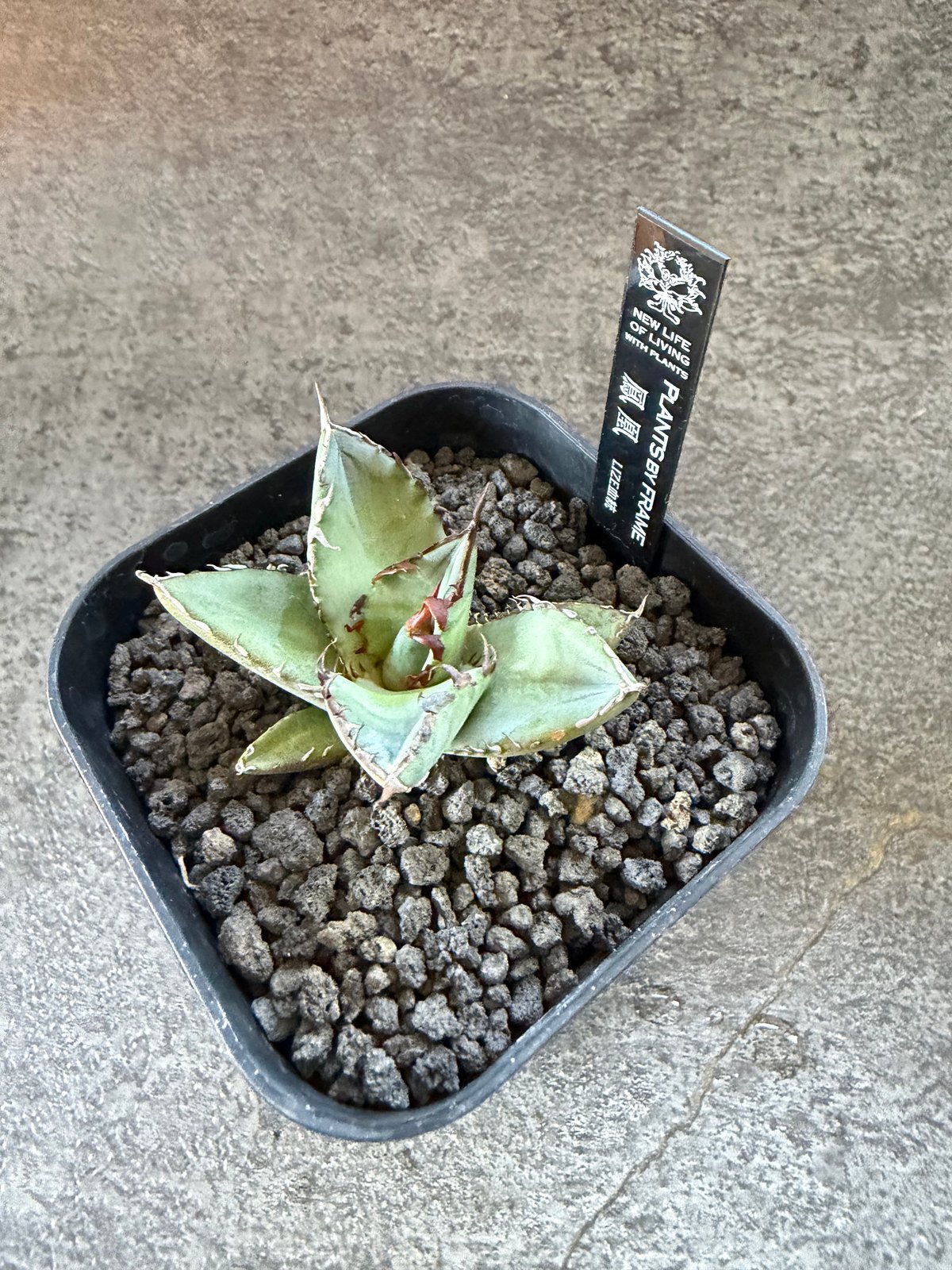 アガベ チタノタ　鳳凰(lize血統親) タグ付き 八角形鉢 アガベ チタノタ 鳳凰(lize血統親) タグ付き 八角形鉢 アガベ チタノタ