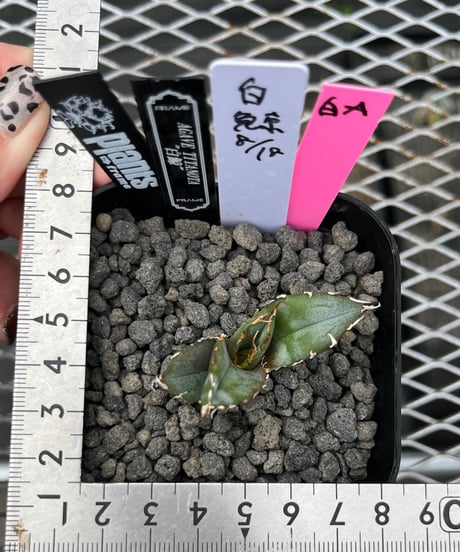 ビースト　産　子株 CATEGORY 厳選子株 | plants by frame