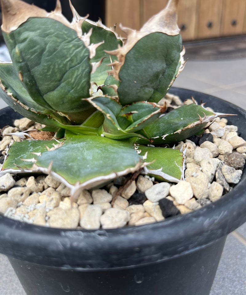 lize血統）緑犀牛 ベアルート子株 | plants by frame
