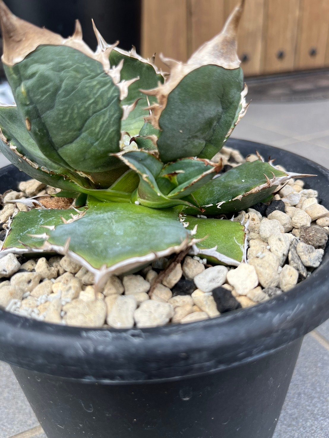 lize血統）緑犀牛 ベアルート子株 | plants by frame