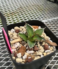 valiem × plants by frame 別注鉢 Mサイズ | plants by f