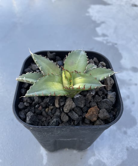 狂鯨　発根済　子株大