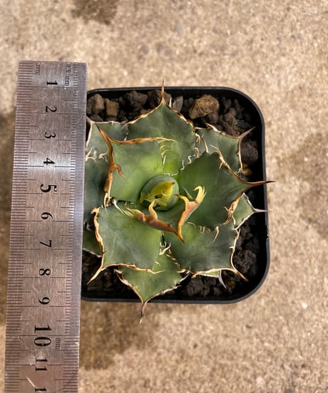 （TONY産）烈焰　発根済　小株大