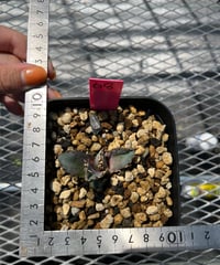 （lize血統）白鯨　発根済　子株（白8）