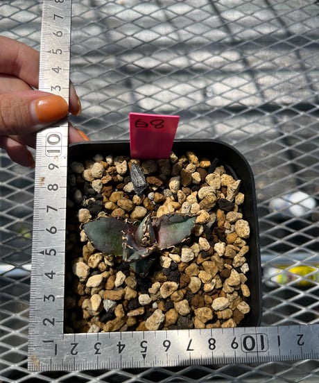 CATEGORY 白鯨 | plants by frame