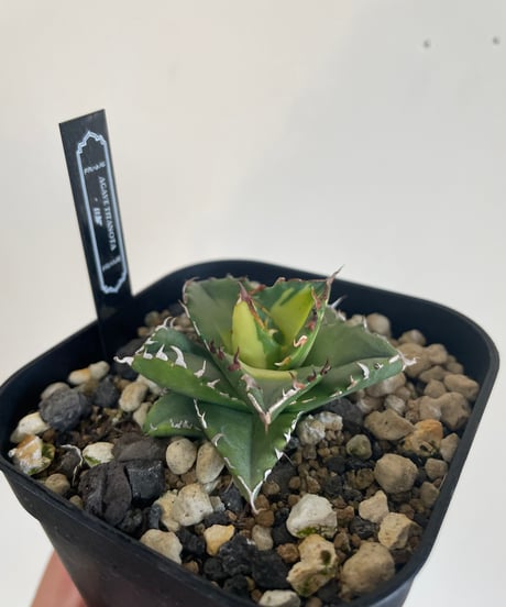 狂鯨　発根済　子株