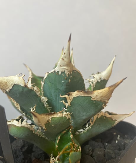 （lize血統）穿山甲　発根済子株