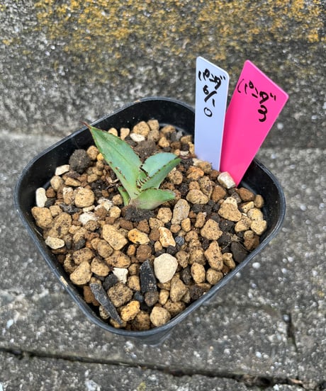 （lize血統）熊猫/パンダ　発根済　子株（パンダ3）