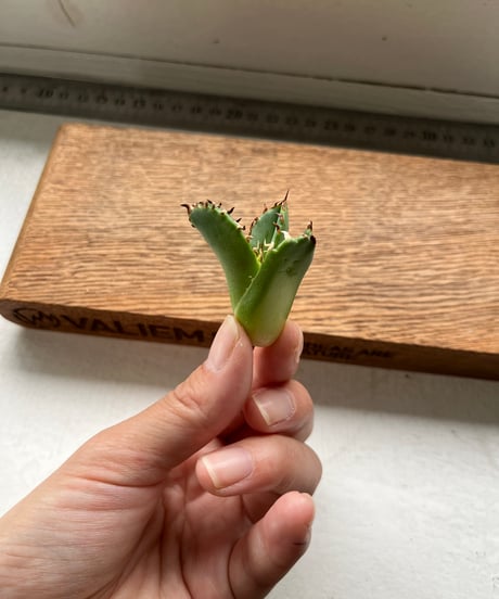 皇冠　ベアルート　未発根　子株