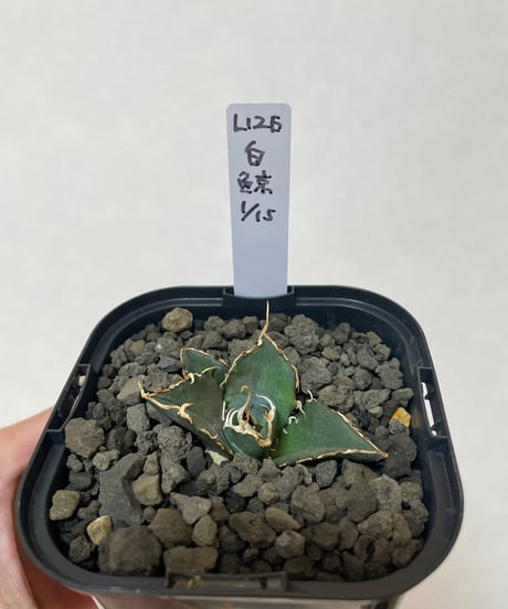 （lize血統）白鯨　発根済　子株
