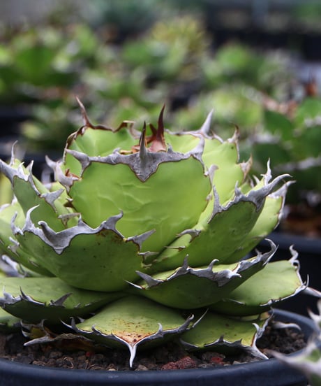 （TONY血統）海豚/発根済　子株　（海3）