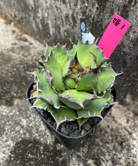 CATEGORY 姫厳龍 | plants by frame