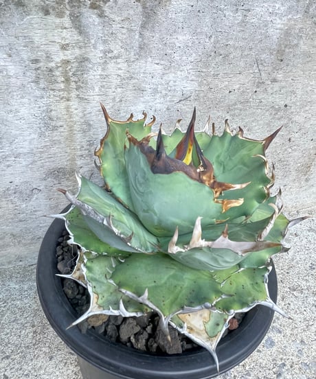 （lize血統）鳳凰　発根済　大株