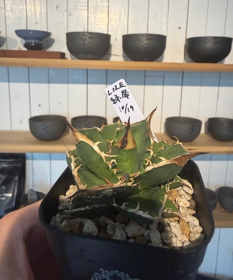 （LIZE血統）緑犀牛