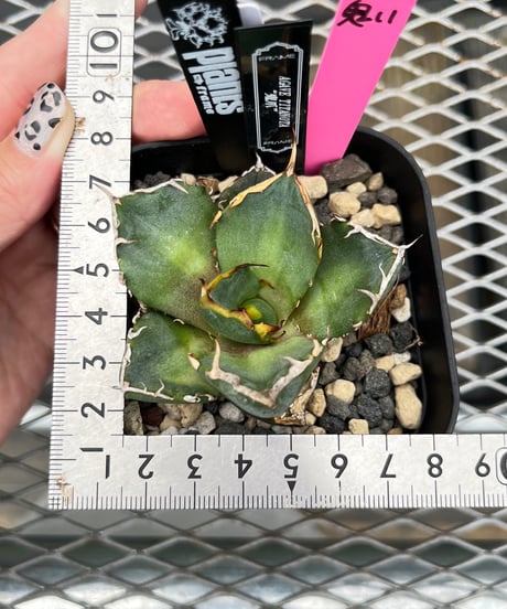 鬼爪　発根済　子株（11）