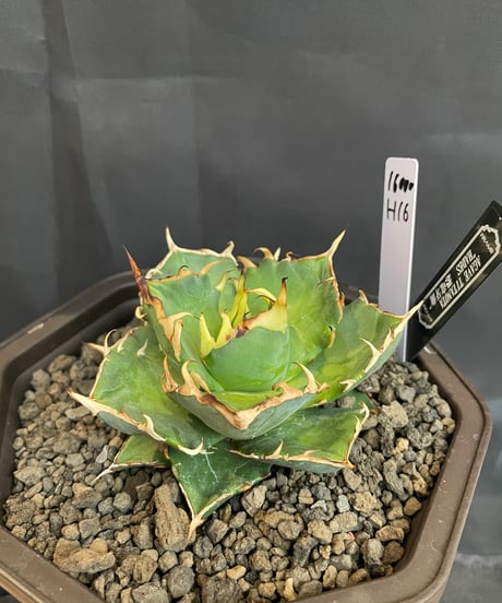 CATEGORY ハデス | plants by frame