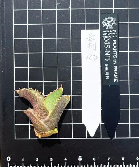 毒刺産　MS-ND 未発根