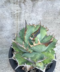 （lize血統）鳳凰　発根済　大株