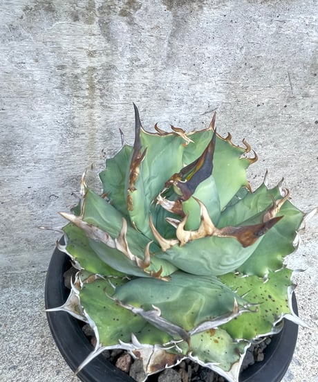 CATEGORY 厳選大株 | plants by frame