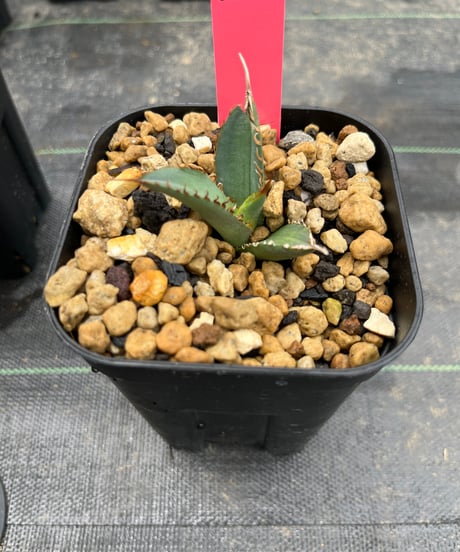 （TONY血統）烈焰　発根済　小株（烈焔4）
